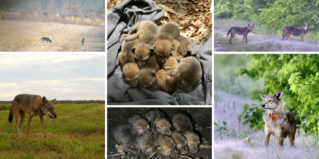 Red wolf love story family collage