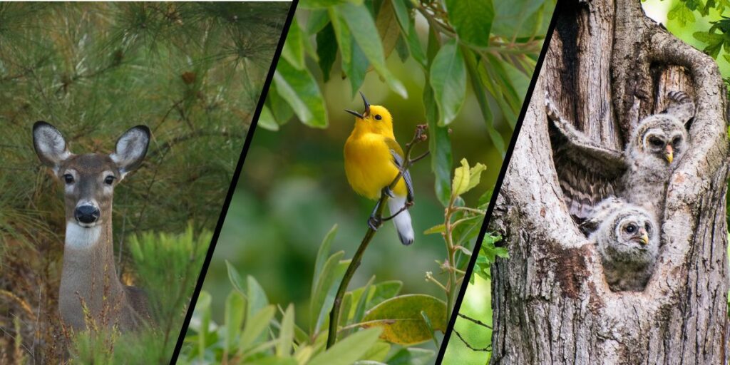 Photo Credit: White-tailed deer (Odocoileus virginianus) by Sujata Roy, prothonotary warbler (Protonotaria citrea) by George Bissinger, barred owlets (Strix varia) by Dave Kiefer 