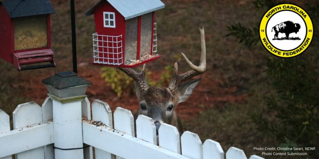 Wildlife-Friendly spaces