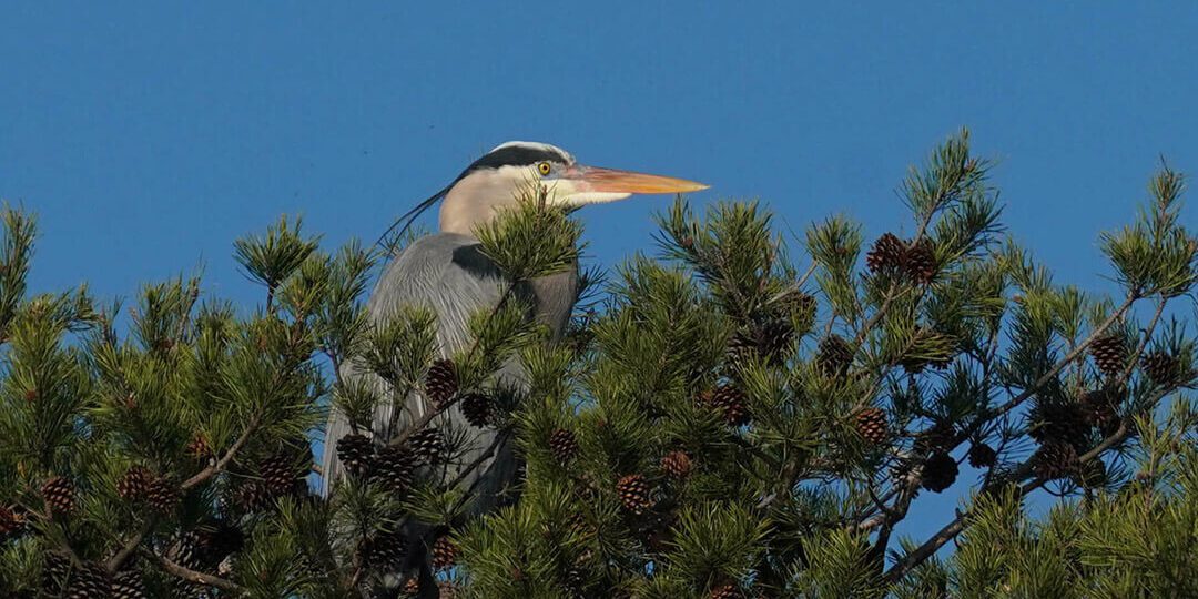 heron-in-pine