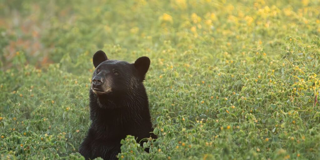 Photo: Black Bear (Ursus americanus) by Cassia Rivera, NCWF Photo Contest Submission