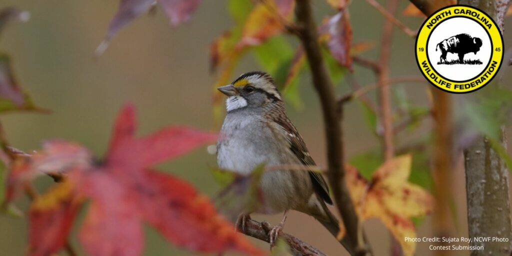 White throated sparrow (Zonotrichia albicolli)