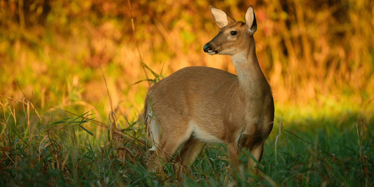 Are deer mean discount