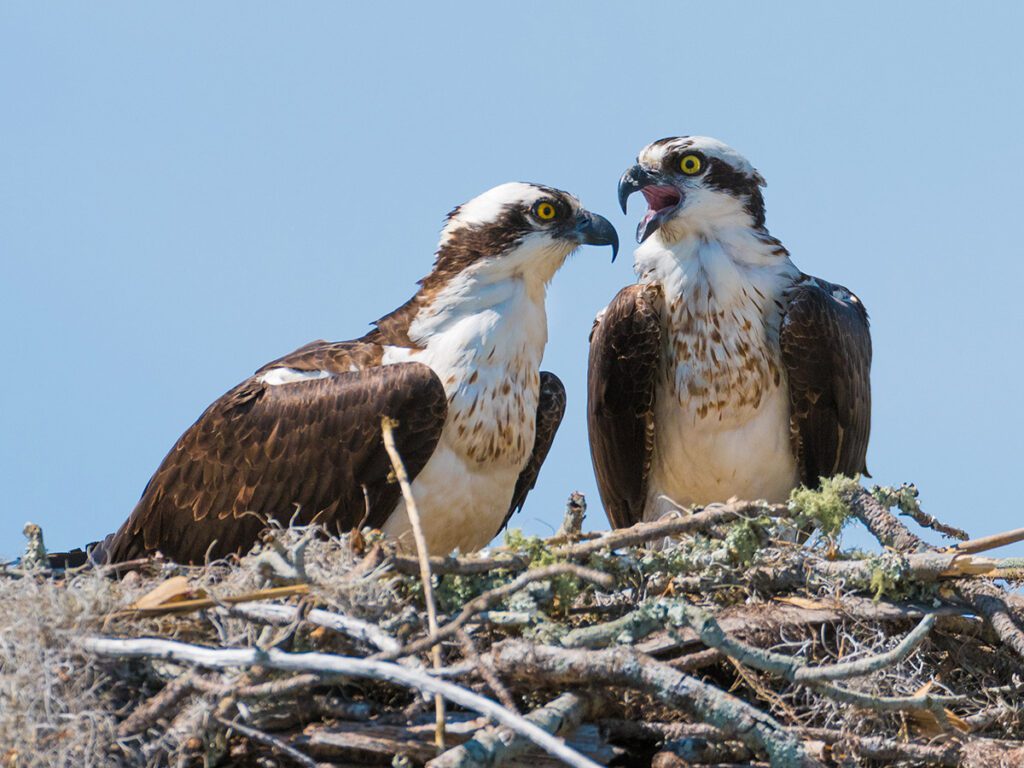 North Carolina Osprey