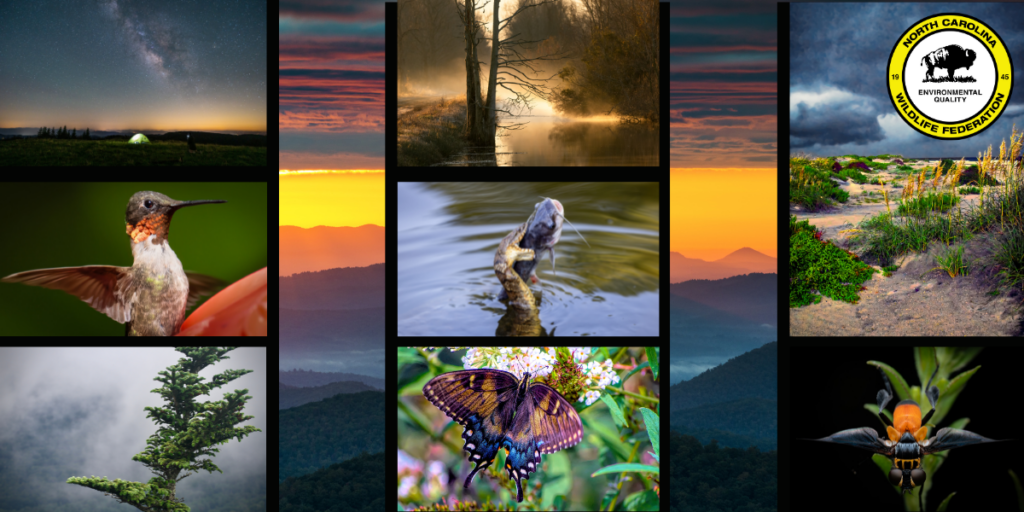 photo contest blog header