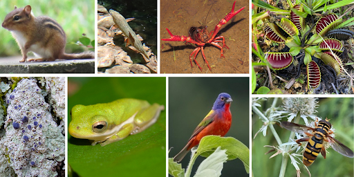 Photo Credits: Eastern Chipmunk (angello1225), Brook Trout (funnystuff2495), Red Swamp Crayfish (rrmeehan87), Painted Bunting (heather-russell), Green Tree Frog (shreyes), Virginia Giant Hover Fly (iheartmollusks), Venus Fly Trap (harry_spotted), Confused Dirinaria Lichen (grinnin)